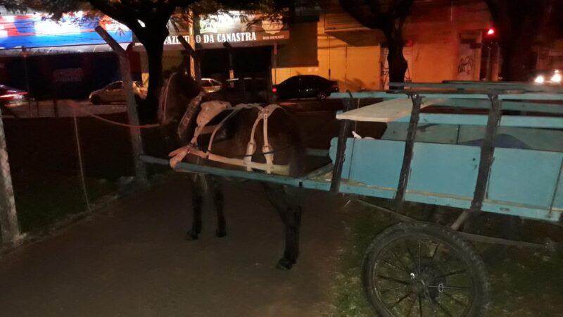 GCM multa proprietário de cavalos amarrados em alambrado em via pública para ir ao show no Parque de Exposição em Franca