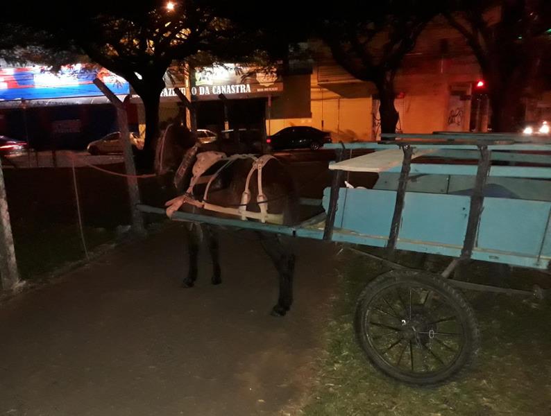 GCM multa proprietário de cavalos amarrados em alambrado em via pública para ir ao show no Parque de Exposição em Franca