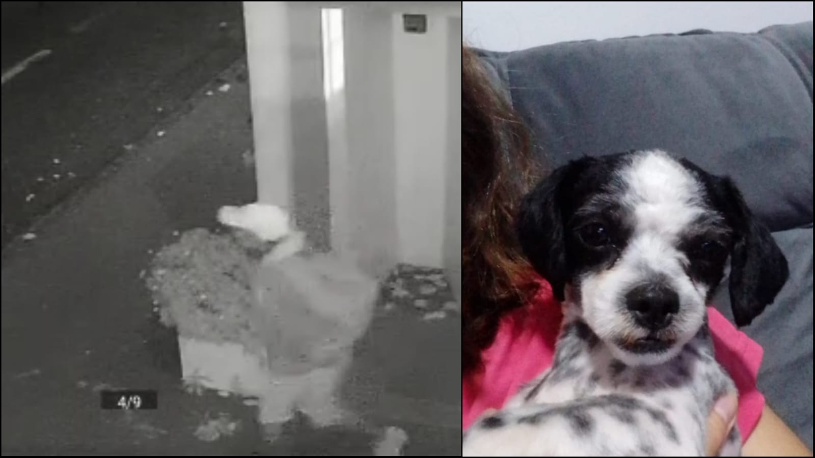 Criminoso ousado furta dois notebooks em residência e leva até a cachorrinha da família no bairro São José em Franca