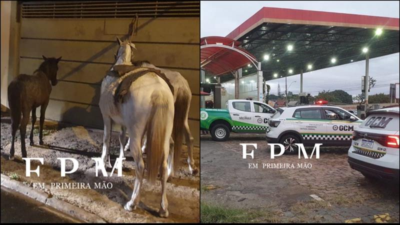 Dono de cavalos foge durante autuação da Guarda Civil Municipal na Vila São Sebastião