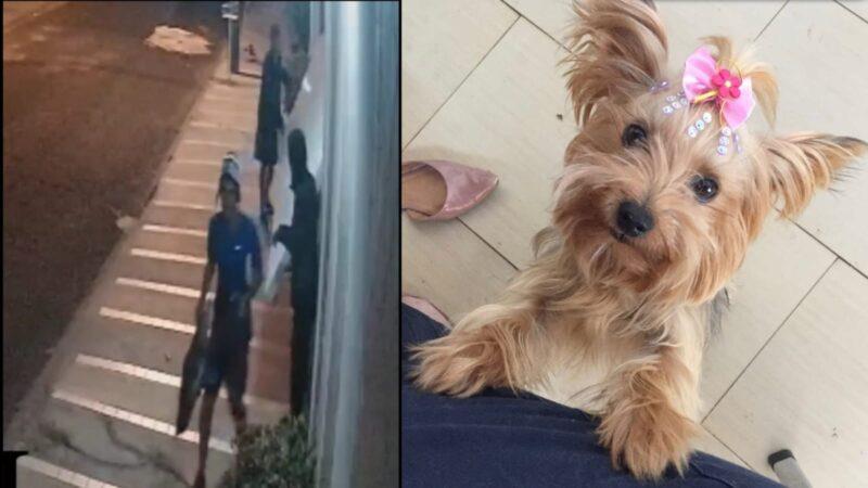 Criminosos invadem residência, furtam objetos e até a cachorrinha de estimação