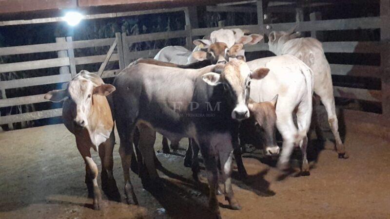 Caminhão e bois furtados em Itirapuã são localizados em Buritizal