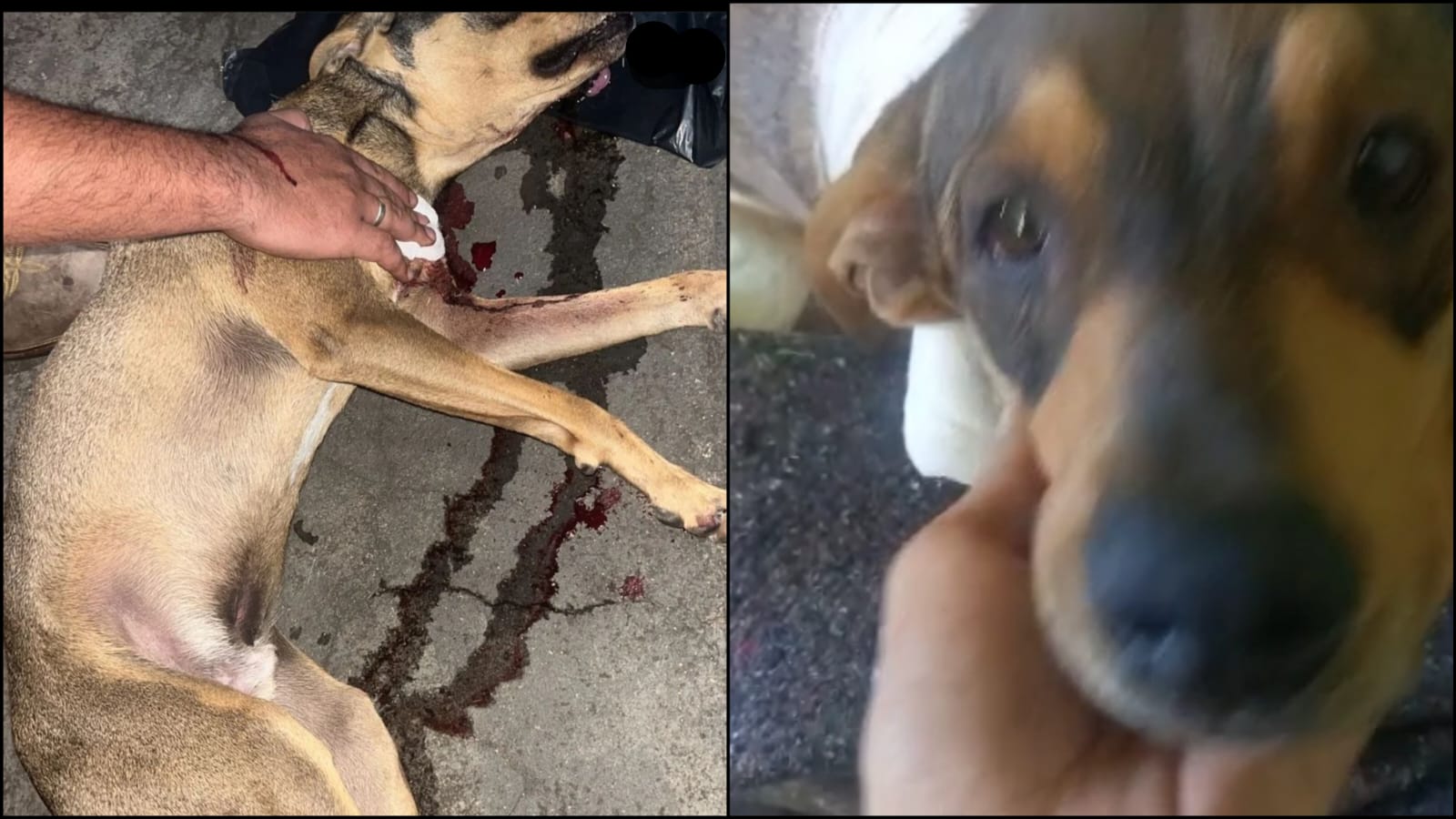 Cachorrinho esfaqueado no Jardim Guanabara se recupera em clínica veterinária em Franca