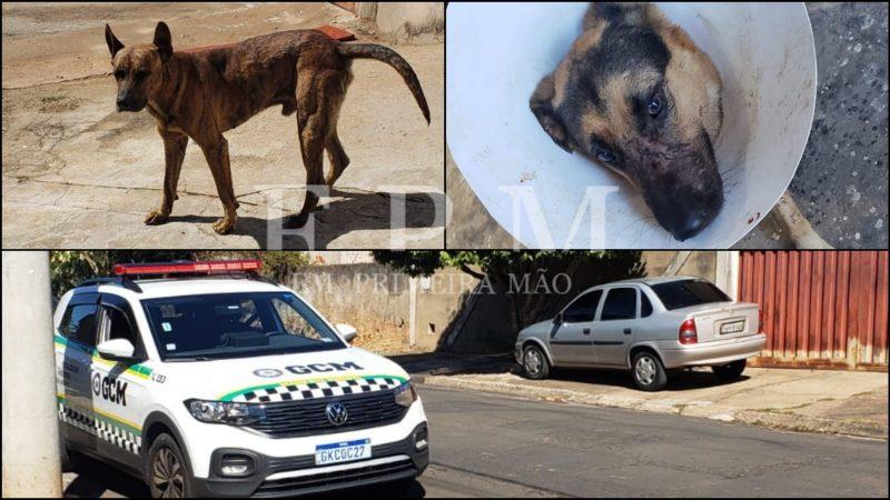 Criança quase é atacada durante briga de cachorros no Petrópolis em Franca