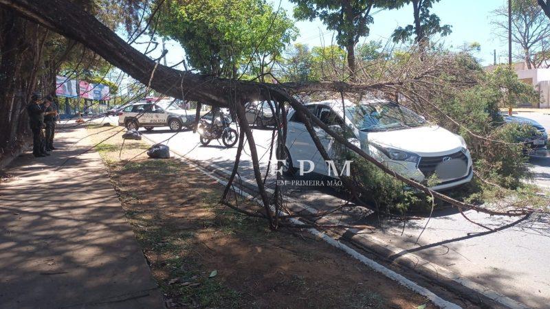 Caminhão baú atinge árvore e parte dos galhos caem em cima de carro em avenida de Franca