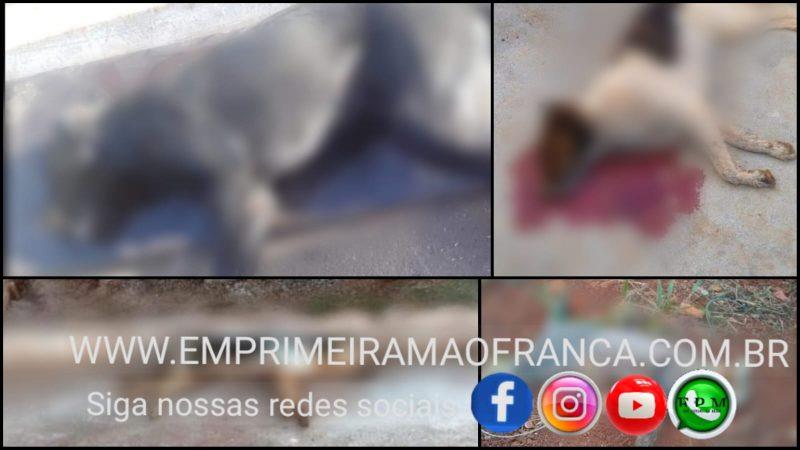 Envenenamento em massa de animais choca moradores de Itirapuã e região