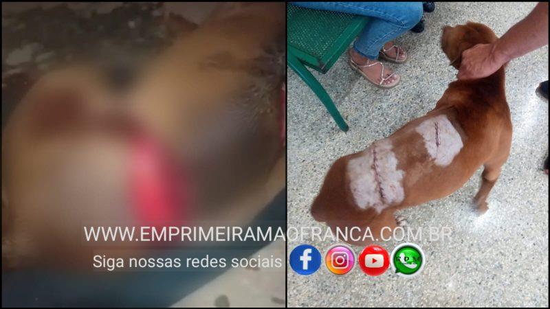 Cachorra é covardemente esfaqueada no Jardim Riviera, em Franca