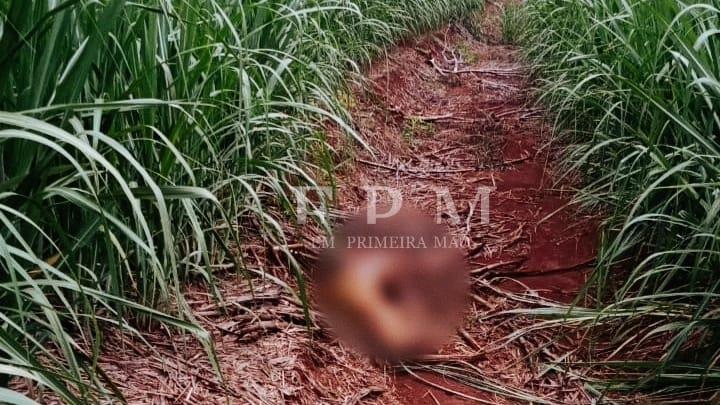 Homem é encontrado morto com diversas perfurações em canavial na região 