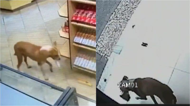 Cãozinho Caramelo continua a surpreender comerciantes no Centro de Franca