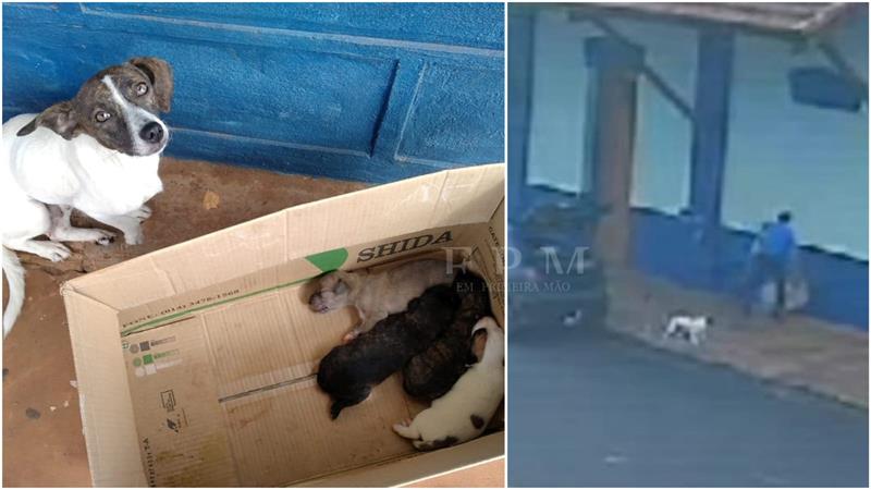 Câmeras de segurança registraram homem abandonando cachorra com filhotes em Restinga