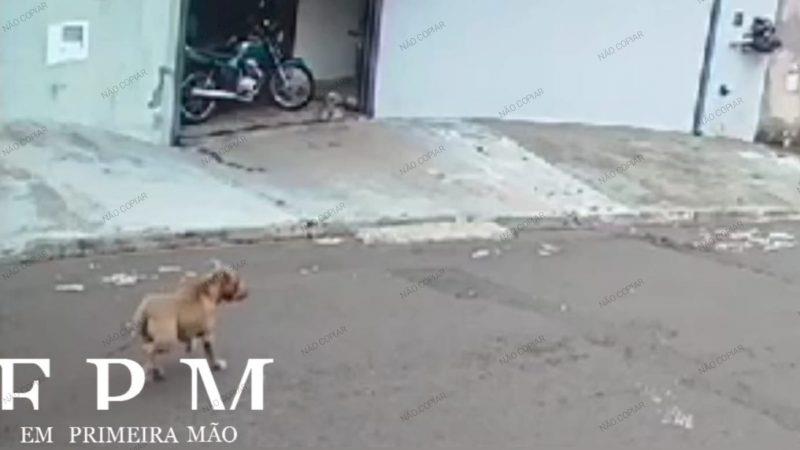 Câmera flagra Pitbull atacando e matando cachorrinha em Franca