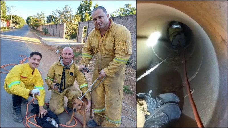 Bombeiros resgatam mãe e filhotes de cachorro em tubulação