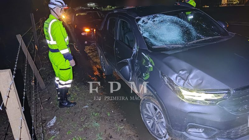 Cavalo solto provoca acidente na rodovia Cândido Portinari