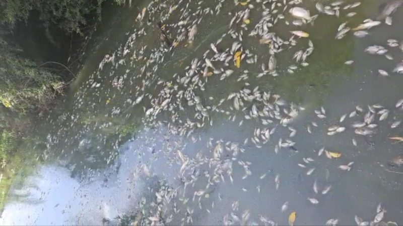 Contaminação química mata centenas de peixes em represa em Franca