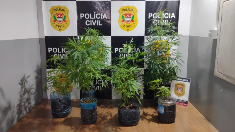 Traficante com mandado de prisão é preso pela DISE com 10 pés de maconha no Parque Progresso