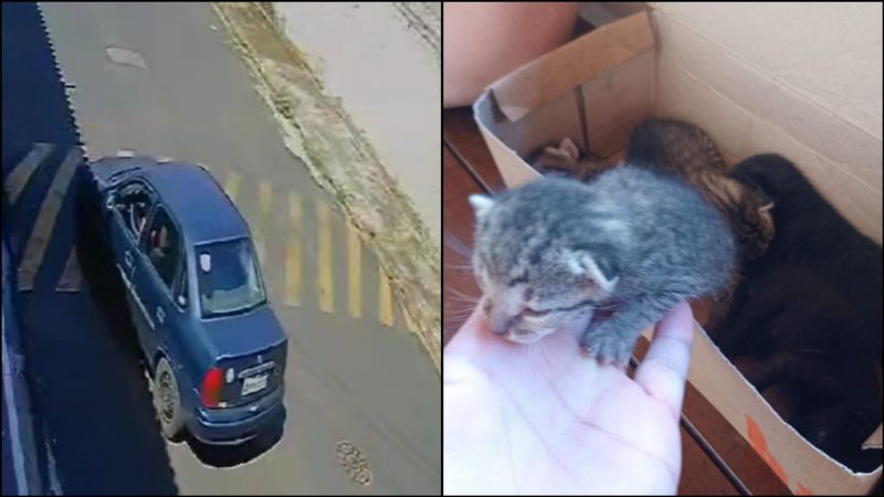 Câmeras flagram abandono de cinco filhotes de gato em Rifaina; Polícia investiga o caso